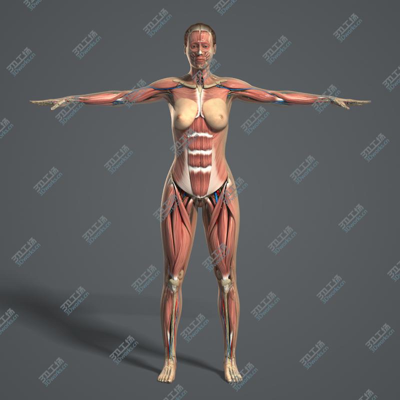 images/goods_img/20210113/Male and Female Anatomy Complete Pack (Textured)/4.jpg
